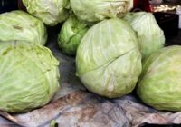 Mājsaimnieces mudina rūpīgi mazgāt kāpostus: kāpēc ar skalošanu vien nepietiek Mājsaimnieces mudina rūpīgi mazgāt kāpostus: kāpēc ar skalošanu vien nepietiek