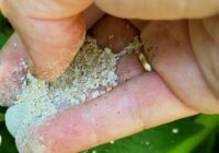 Kāpēc pieredzējuši dārznieki sāk krāt olu čaumalas jau ziemā: vienkāršs un dabisks veids, kā būtiski uzlabot ražu