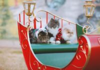 Horoskops 30. decembrim: Aunam – svarīgs ielūgums, Ūdensvīram – jābūt uzmanīgākam