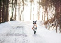 Svētku nedēļā Latviju sasniegs aukstuma vilnis; meteorologs Toms Bricis brīdina: “Temperatūras pazemināšanās būs strauja”