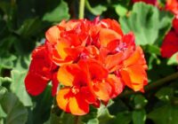 Pelargonijas ziemā zied kā maijā, pateicoties “uzmundrinošam dzērienam”, kas pagatavots pēc vecmāmiņas Olgas piezīmju grāmatas