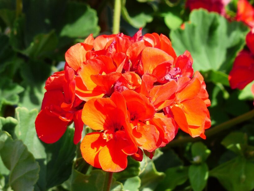 Pelargonijas ziemā zied kā maijā, pateicoties “uzmundrinošam dzērienam”, kas pagatavots pēc vecmāmiņas Olgas piezīmju grāmatas