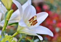 Lilijas iznīks pirms pumpuru atvēršanās – šīs piecas vietas dārzā ir galvenie ziedu ienaidnieki