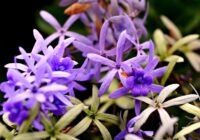 Šīs 5 puķes var stādīt decembrī: tās jūs iepriecinās ar saviem ziediem agrā pavasarī