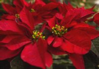 Ziemassvētku zvaigzne met lapas pēc tam, kad ir pametusi veikalu: pastāstīsim, kas nogāja greizi Puansetijas kopšanā