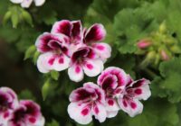 Vienkārša metode kā pavairot pelargonijas, lai veidotos liels krūms
