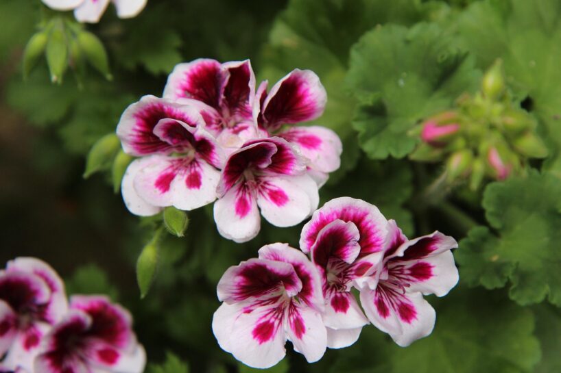 Vienkārša metode kā pavairot pelargonijas, lai veidotos liels krūms