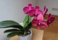 3 labākie veidi, kā laistīt orhidejas: ziedi jums pateiksies 3 labākie veidi, kā laistīt orhidejas: ziedi jums pateiksies