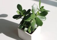 Ideāla naudas koka kopšana: tas katru nedēļu ražos jaunas lapas