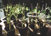 Vecmāmiņas padoms nekavējoties jāaizmirst: kuras dārzkopības metodes vairs nedarbojas