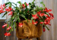 Tas ziedēs līdz pavasarim: kā pareizi laistīt Ziemassvētku kaktusu