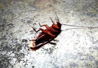 Tarakānu iecienītākā slēptuve: kurš ikdienā lietots aparāts visvairāk piesaista šos neaicinātos viesus