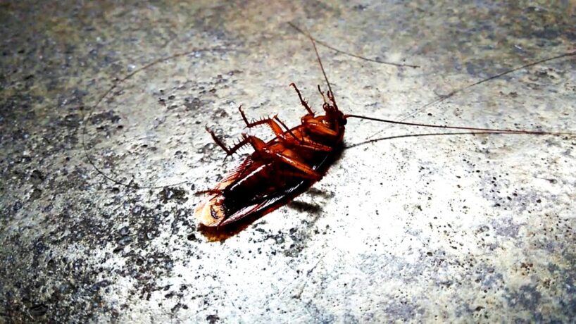 Tarakānu iecienītākā slēptuve: kurš ikdienā lietots aparāts visvairāk piesaista šos neaicinātos viesus