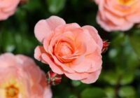 Sīpolu mizas paveic ko lielisku – rozes uzziedēs tikai 10 dienās