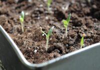 1 karote ūdenī – stādi dīgst griezdamies un pat fitolampas nav nepieciešamas