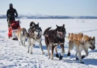 Antarktīdā suņi nav bijuši vairāk nekā 20 gadus, un tam ir vairāki interesanti iemesli