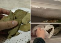 Kāpēc lauru lapas dedzināt, vārīt ar etiķi un sasaldēt – 5 mājsaimniecības ieteikumi ar lauru lapām, kas jāzina katrai prasmīgai saimniecei