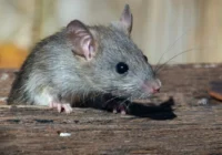 Peles nerādīsies visu ziemu – nolieciet šo malā, un grauzēji pilnībā izvairīsies no jūsu mājām