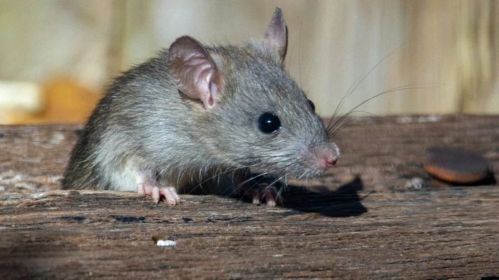 Peles nerādīsies visu ziemu – nolieciet šo malā, un grauzēji pilnībā izvairīsies no jūsu mājām