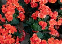 Pievienojiet tikai trīs produktus – begonijas atjaunosies pat ziemā