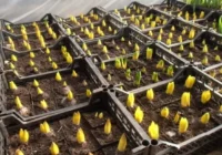 Visi noslēpumi, kā izaudzēt tulpes 8. martam – par to ir jāsāk domāt jau tagad