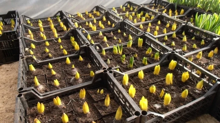 Visi noslēpumi, kā izaudzēt tulpes 8. martam – par to ir jāsāk domāt jau tagad