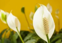 8 soļi, lai “sievietes laime” ziedētu gadiem ilgi – dārzniece dalās savos galvenajos noslēpumos 8 soļi, lai “sievietes laime” ziedētu gadiem ilgi – dārzniece dalās savos galvenajos noslēpumos