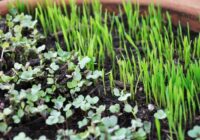 Es netērēju ne centa mēslojumam: pēc olu vārīšanas savus stādus laistu ar “dzīvo ūdeni”, un asni dīgst kā negudri