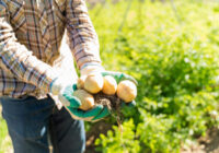 Iemesli, kāpēc jūsu kartupeļi izaug mazi – 7 izplatītas kļūdas, ko pieļauj daudzi dārznieki