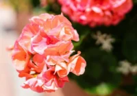 Kā janvārī barot pelargonijas, lai tās ziedētu līdz pavasarim – profesionālu floristu īpašās metodes