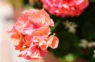 Kā janvārī barot pelargonijas, lai tās ziedētu līdz pavasarim – profesionālu floristu īpašās metodes