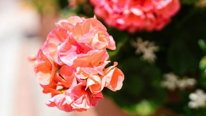 Kā janvārī barot pelargonijas, lai tās ziedētu līdz pavasarim – profesionālu floristu īpašās metodes