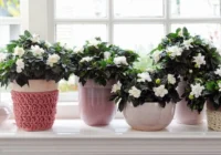 Noderīgi padomi, kā pasargāt istabas augus no sausa gaisa un radiatoriem