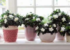 Noderīgi padomi, kā pasargāt istabas augus no sausa gaisa un radiatoriem