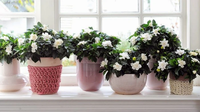 Noderīgi padomi, kā pasargāt istabas augus no sausa gaisa un radiatoriem