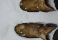 Lai kājas ziemā nesaltu, ar vilnas zeķēm vien nepietiek – metode, ko pārbaudīju pagājušajā ziemā Lai kājas ziemā nesaltu, ar vilnas zeķēm vien nepietiek – metode, ko pārbaudīju pagājušajā ziemā