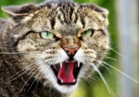 Pazīmes, kuras kaķi parāda pirms tuvojošām nepatikšanām – esiet modri