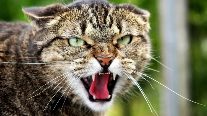 Pazīmes, kuras kaķi parāda pirms tuvojošām nepatikšanām – esiet modri