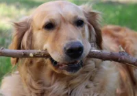 Vai tā ir taisnība, ka viens suņa dzīves gads ir līdzvērtīgs septiņiem cilvēka dzīves gadiem – interesanta zinātnieku atbilde