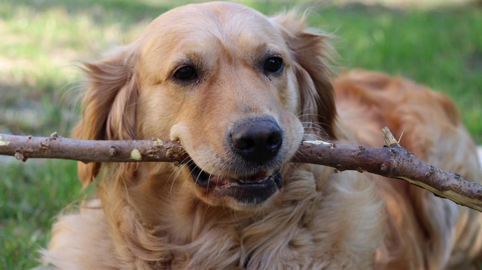 Vai tā ir taisnība, ka viens suņa dzīves gads ir līdzvērtīgs septiņiem cilvēka dzīves gadiem – interesanta zinātnieku atbilde