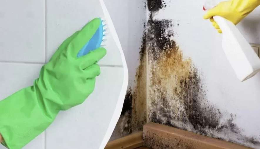 Kā es tiku galā ar pelējumu savās mājās: vienkārši soļi, kas tiešām strādā