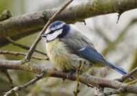 Horoskops 5. janvārim: Vēžiem – nopietns strīds, Jaunavām – labas ziņas