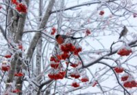 Horoskops nedēļai no 2026. gada 12. līdz 18. janvārim: koncentrējieties uz attiecību stiprināšanu Horoskops nedēļai no 2026. gada 12. līdz 18. janvārim: koncentrējieties uz attiecību stiprināšanu