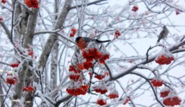 Horoskops nedēļai no 2026. gada 12. līdz 18. janvārim: koncentrējieties uz attiecību stiprināšanu
