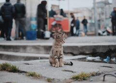 Cik ilgi kaķi spēj atcerēties savus saimniekus: atmiņas procesi un galvenās pazīmes