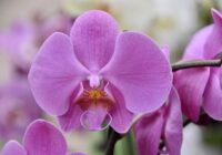 Eksperti ir identificējuši galvenās kļūdas orhideju kopšanā: tāpēc tā nezied