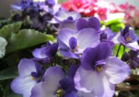 Kāpēc vijolīte “atsakās” ziedēt: iemesls, kāpēc tā notiek