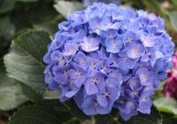 Hortenziju kopšana janvārī: darbi, kas palīdz sagatavoties krāšņai ziedēšanai