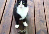 Kāpēc kaķis tev patiesībā nes peli: zinātnieki kliedē mītu par ”dāvanu” un skaidro dzīvnieka patiesos nodomus