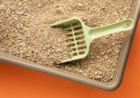 Kāpēc autovadītājiem ziemā vajadzētu pārvadāt kaķu pakaišus: tas var viņus glābt uz ceļa